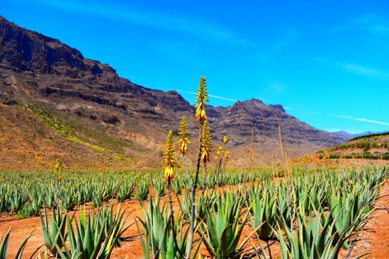 Gran Canaria Highlights Full-Day Tour by Bus - Transportation and Logistics