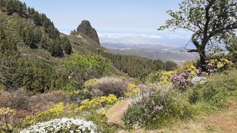 Gran Canaria: Highlights Tour Roque Nublo by 2 Native Guides - Important Information