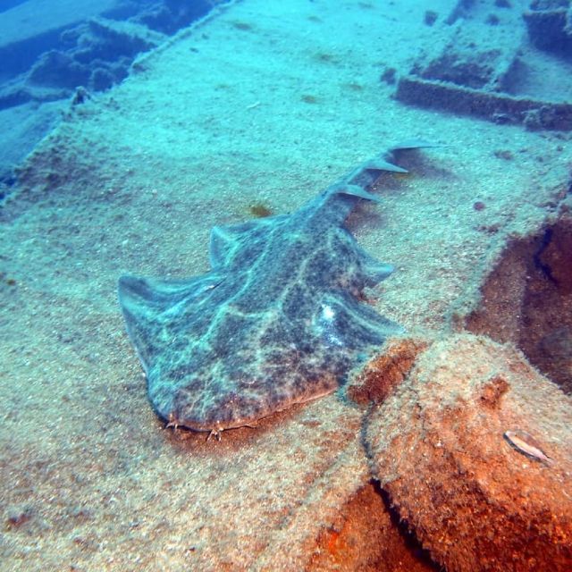 Gran Canaria: Morning Scuba Dive - Duration and Inclusions