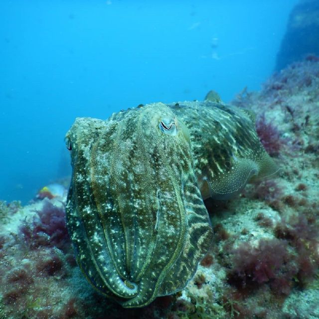 Gran Canaria: Morning Scuba Dive - Frequently Asked Questions
