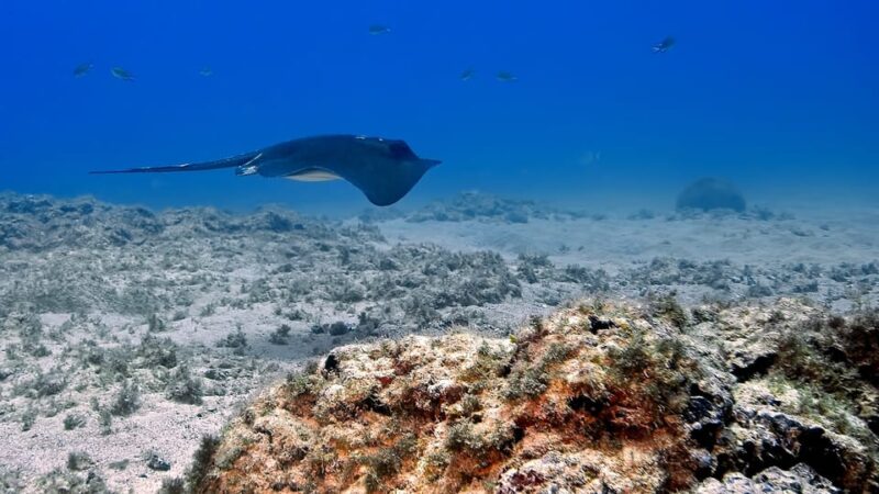 Gran Canaria Scuba Diving: 1-Day 2-Dive Package - Included and Additional Costs