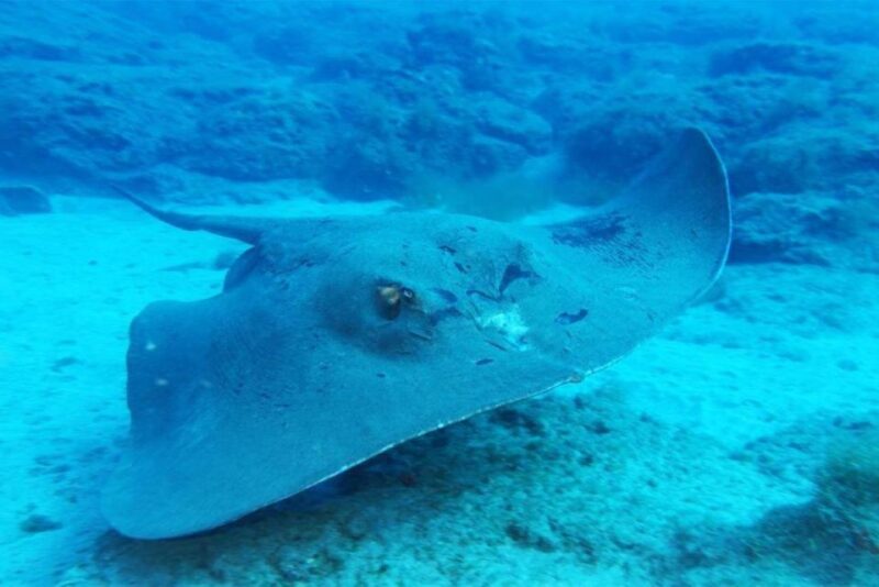 Gran Canaria: Scuba Diving for Beginners - Age and Medical Restrictions