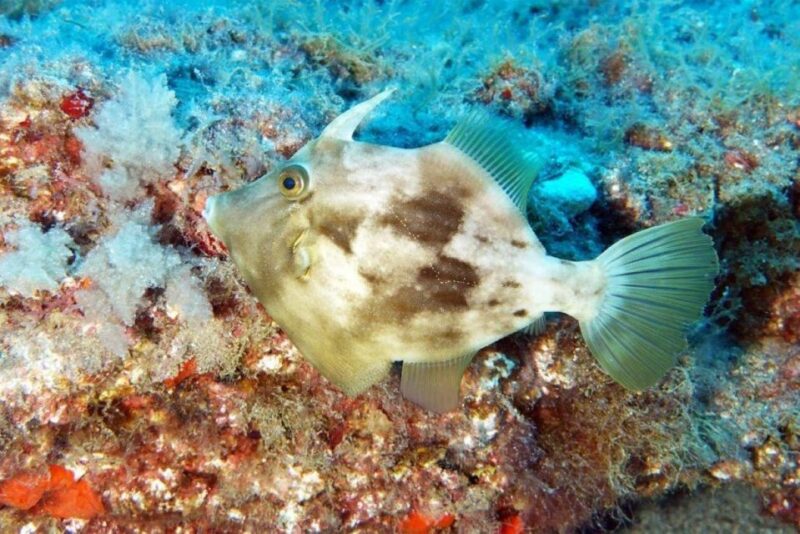 Gran Canaria: Scuba Diving for Beginners - Cancellation and Payment Policy