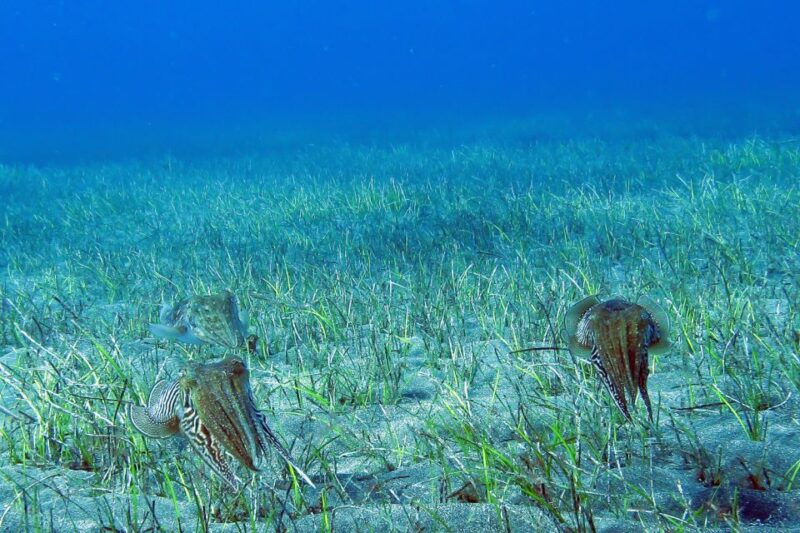 Gran Canaria: Scuba Diving in the South of the Island - Included in the Dive Package