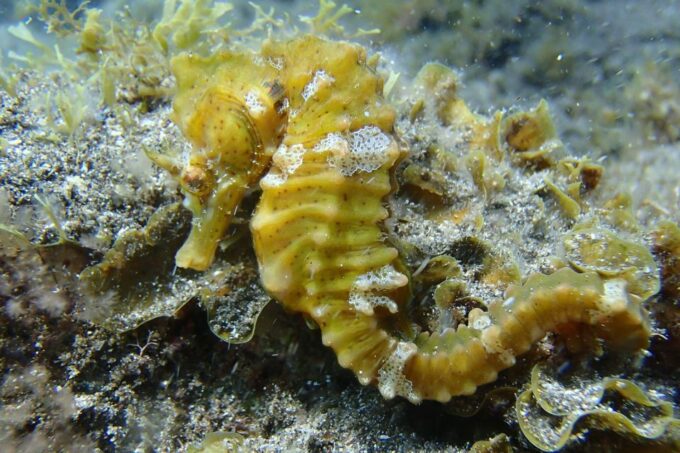 Gran Canaria: Scuba Diving in the South of the Island - Pickup and Drop-off Service