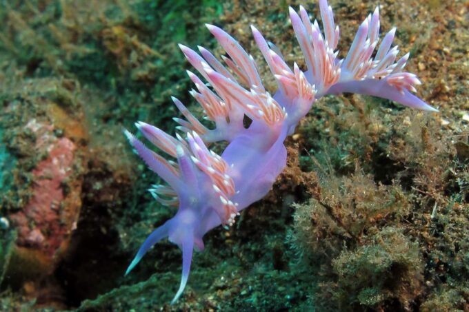 Gran Canaria: Scuba Diving in the South of the Island - Exploring the Protected Bay