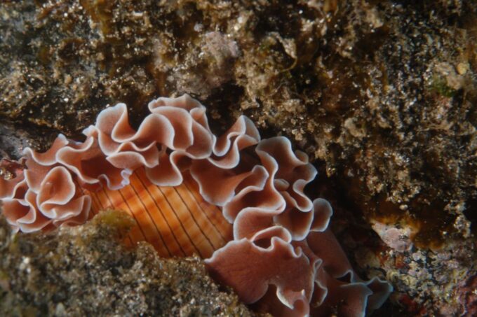 Gran Canaria: Scuba Diving in the South of the Island - Frequently Asked Questions