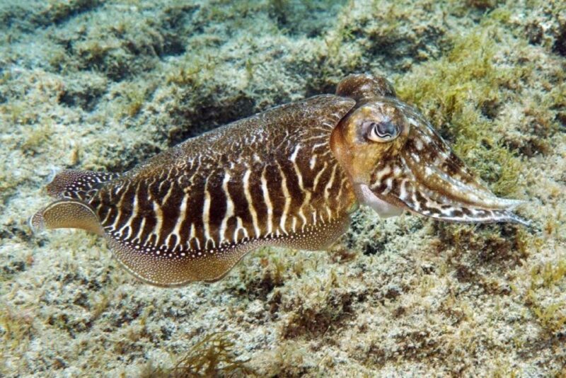 Gran Canaria: Snorkeling Trip - Marine Life Exploration