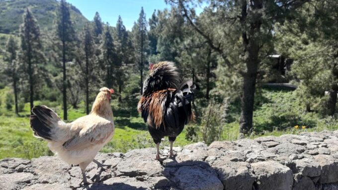 Gran Canaria: Tejeda & Sacred Mountains by 2 Native Guides - Tapas-Style Picnic Experience