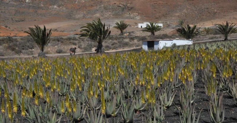 Gran Canaria Tour: Past and Present - Key Points