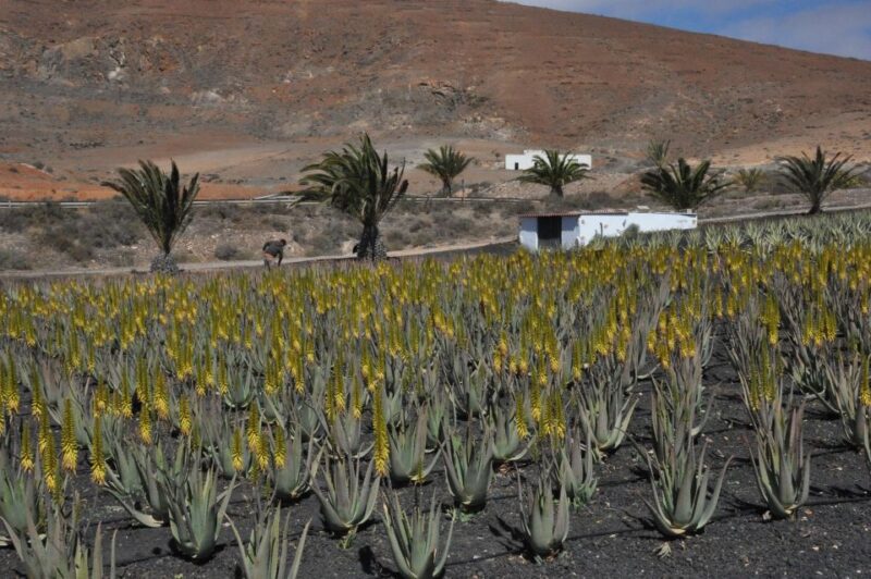 Gran Canaria Tour: Past and Present - Tour Highlights and Itinerary