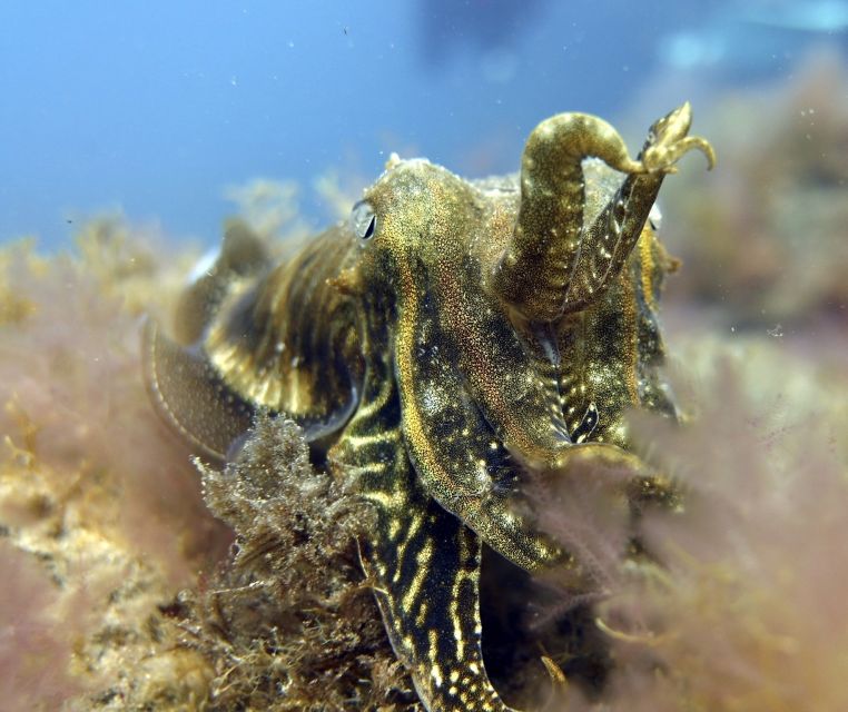 Gran Canaria: Try Scuba Diving for Beginners - Included Services