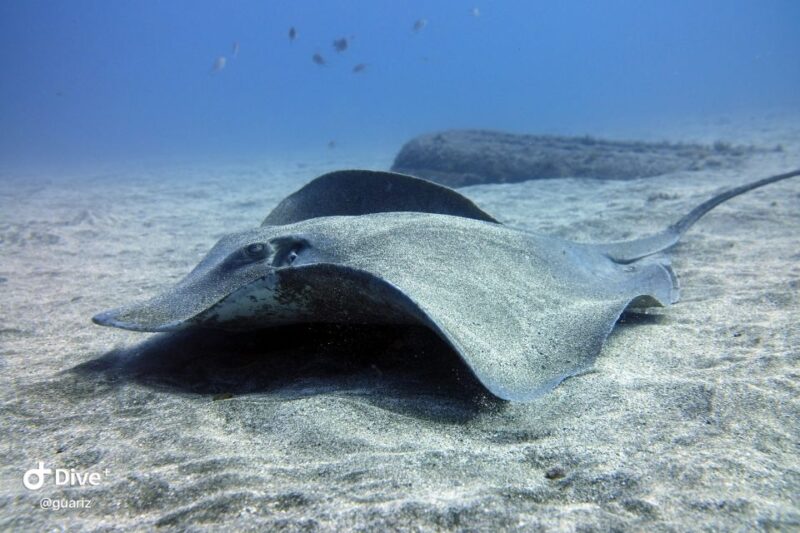 Gran Canaria: Try Scuba Diving for Beginners - Marine Life Observation