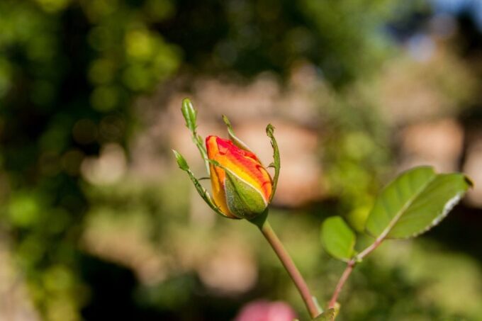 Granada: Alhambra Gardens, Generalife & Alcazaba Guided Tour - Insight Into Granadas Moorish Past
