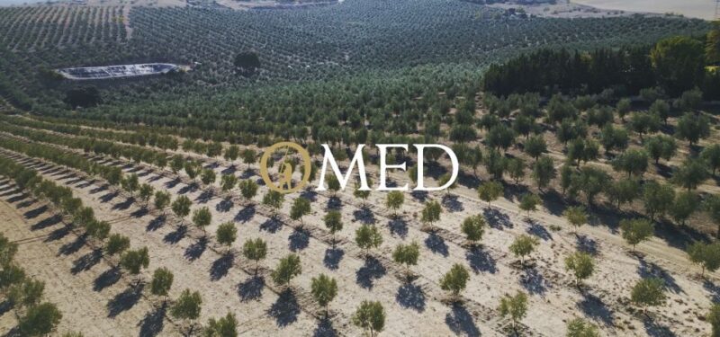 Granada in Evoo: Become a Real Olive Harvester for a Day - Itinerary Highlights