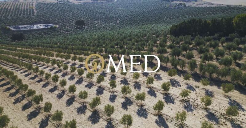 Granada in Evoo: Become a Real Olive Harvester for a Day - Guided Tour of Olive Grove