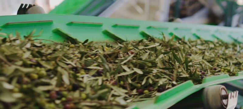 Granada in Evoo: Become a Real Olive Harvester for a Day - Visitor Center Guided Tour