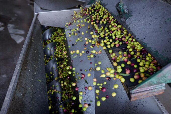Granada in Evoo: Olive Grove Guided Tour and Sensory Tasting - Frequently Asked Questions