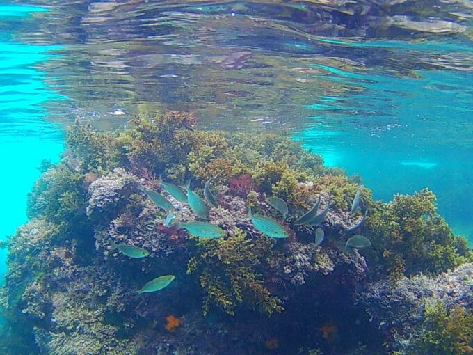 Granada: Rijana Beach Snorkeling Tour - Activity Details