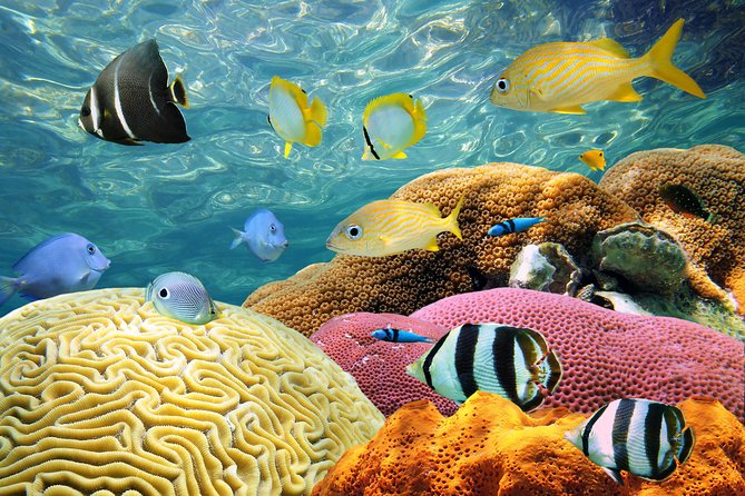 Grand Bahama Island Ferry Day Trip - Travel Requirements and Restrictions