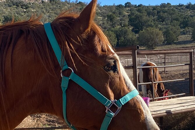 Grand Canyon ATV Tour + Horseback Riding Tour - Health and Safety Guidelines