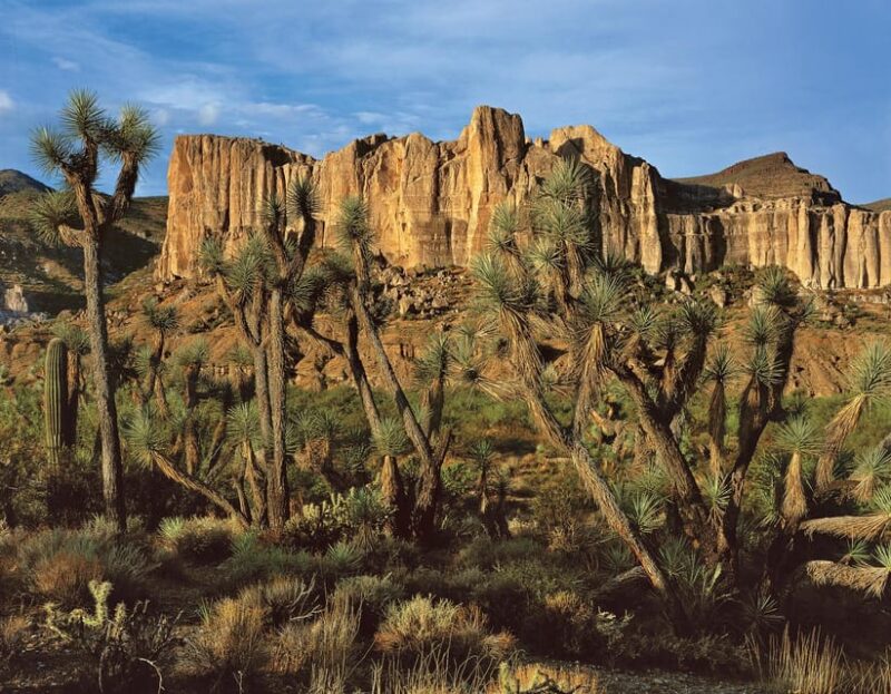 Grand Canyon Hoover Dam and Joshua Tree VIP Small Group Tour - Grand Canyon Skywalk