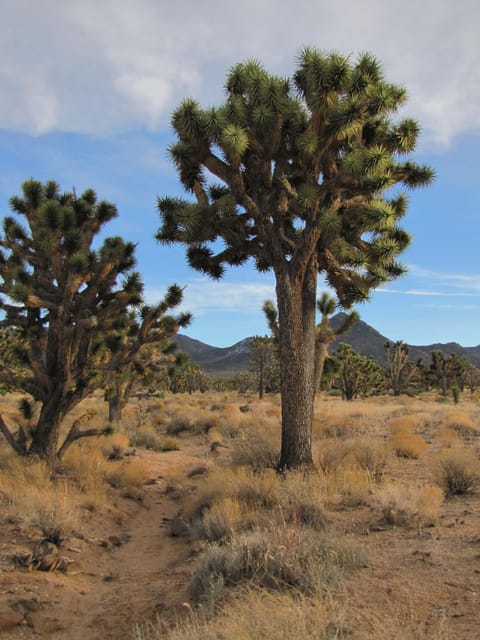 Grand Canyon Hoover Dam and Joshua Tree VIP Small Group Tour - Guano Point Exploration