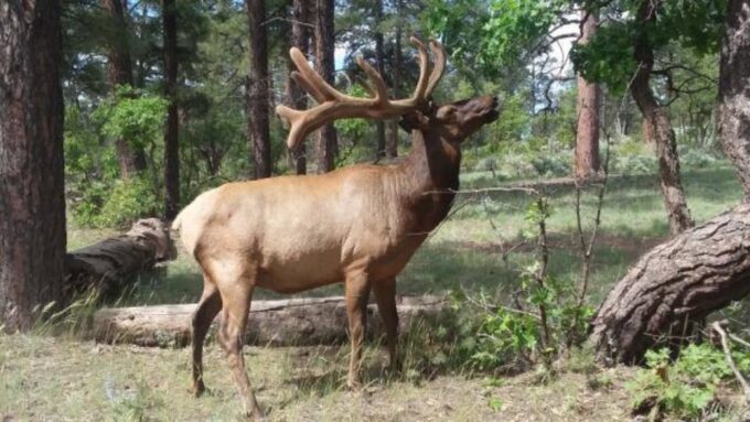 Grand Canyon: Off-Road Sunset Safari With Skip-The-Gate Tour - Discovering Local Wildlife