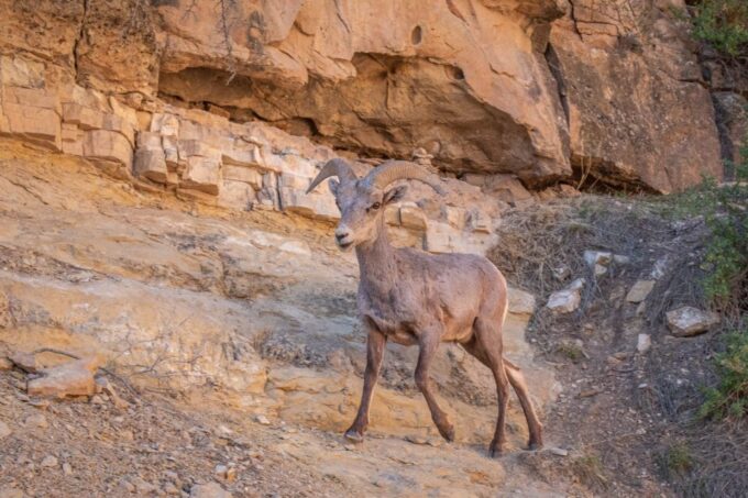 Grand Canyon: Self-Guided South Rim Tour - Customer Reviews