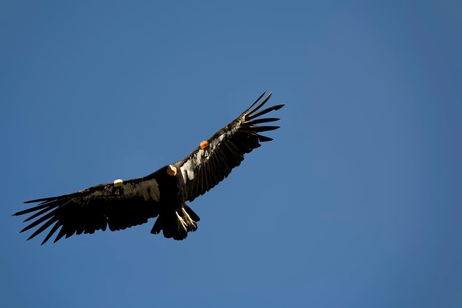 Grand Canyon South Rim Day Trip From Flagstaff - Tour Schedule and Duration