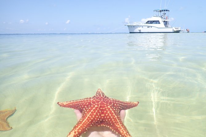 Grand Cayman Cruise: Starfish Point, Stingray City, Coral Garden - Traveler Reviews and Experiences