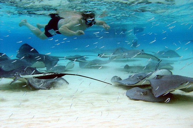 Grand Cayman Cruise: Starfish Point, Stingray City, Coral Garden - Swimming With Stingrays