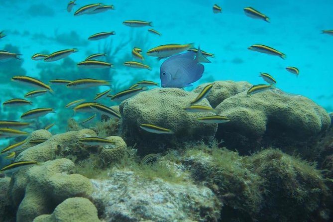 Grand Cayman Cruise: Starfish Point, Stingray City, Coral Garden - Exploring Coral Garden
