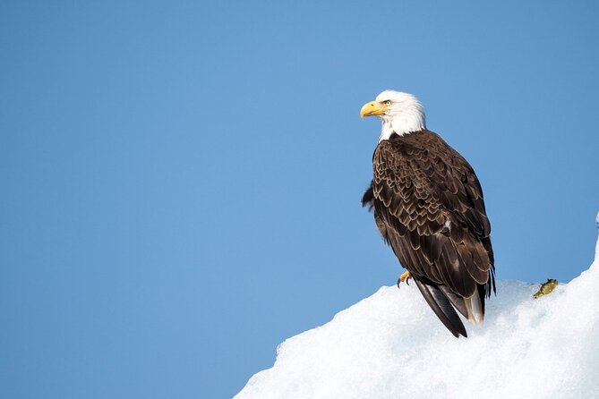 Grand Teton and Its Wildlife: Private Guided Tour - Pickup Information