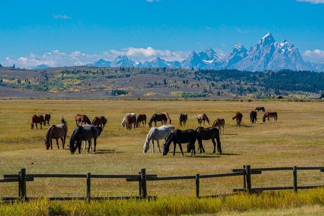 Grand Teton and Its Wildlife: Private Guided Tour - Encountering Wildlife in Their Natural Habitat
