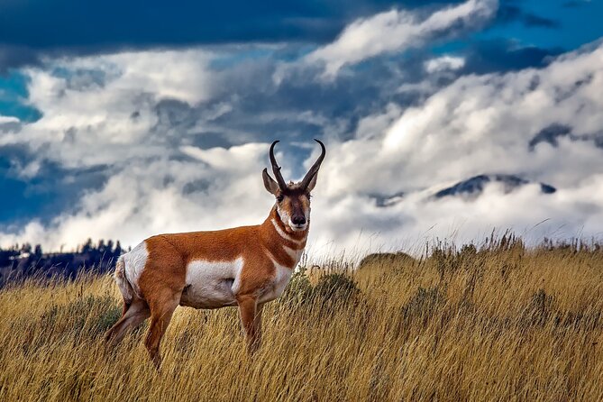 Grand Teton and Its Wildlife: Private Guided Tour - Capturing Unforgettable Moments