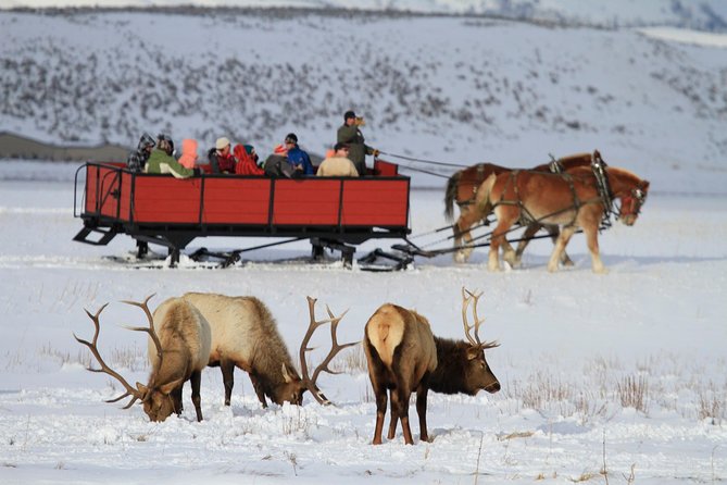 Grand Teton and National Elk Refuge Winter Wonderland Full Day Adventure - Whats Included in the Tour
