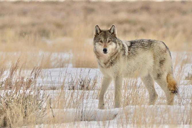 Grand Teton and National Elk Refuge Winter Wonderland Full Day Adventure - Tour Pickup and Timing
