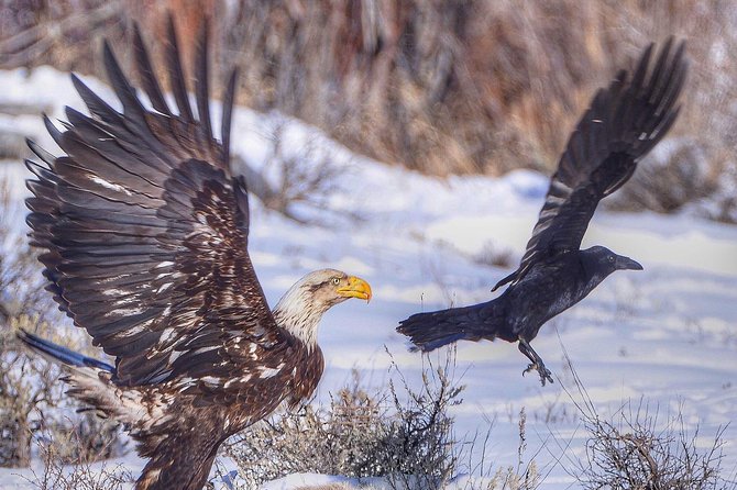 Grand Teton and National Elk Refuge Winter Wonderland Full Day Adventure - Accessibility