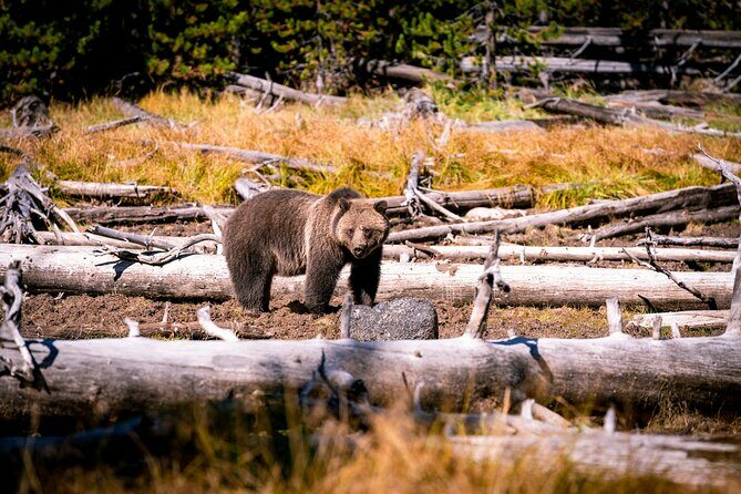 Grand Teton and Yellowstone Self-Guided Driving Tours Bundle - In The Sum Up
