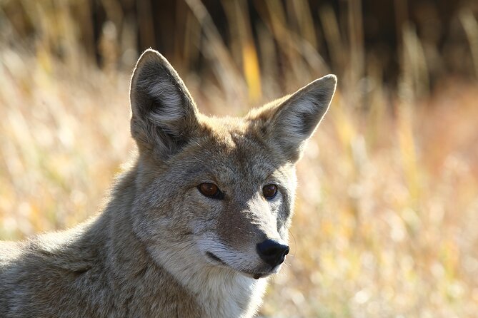 Grand Teton and Yellowstone Self-Guided Driving Tours Bundle - Ease of Use With the App