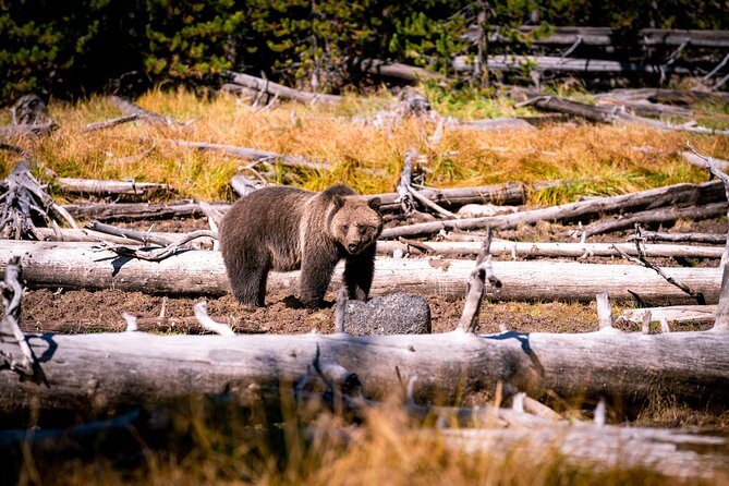 Grand Teton and Yellowstone Self-Guided Driving Tours Bundle - Capture Stunning Wildlife Moments