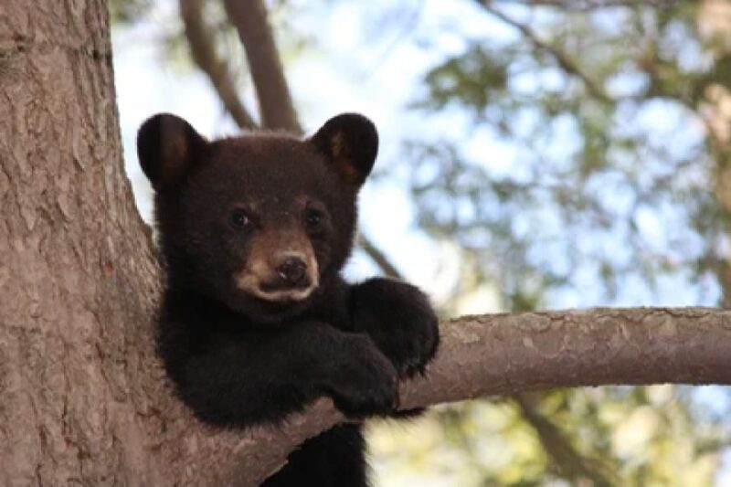 Grand Teton National Park: 4-Hour Guided Wildlife Adventure - Key Points