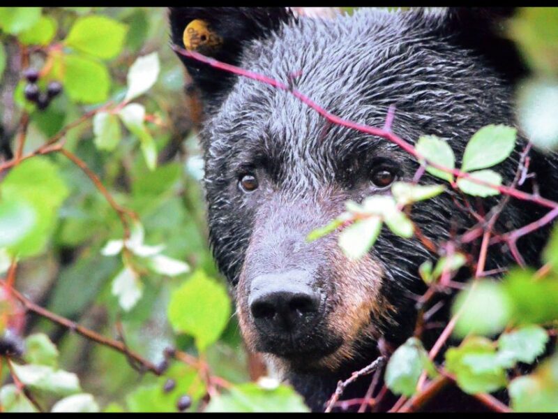 Grand Teton National Park: 4-Hour Guided Wildlife Adventure - Logistics and Meeting Information