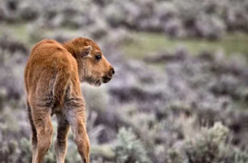Grand Teton National Park: 4-Hour Guided Wildlife Adventure - Important Notes