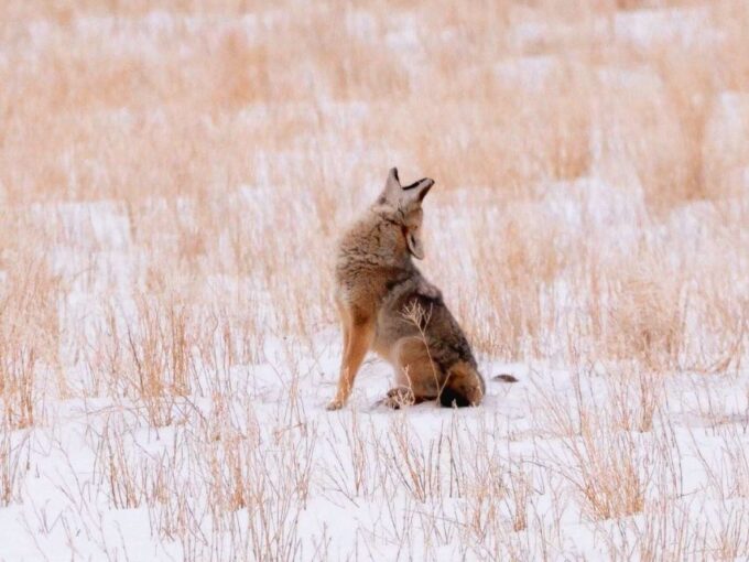 Grand Teton National Park: 4-Hour Guided Wildlife Adventure - Explore Diverse Landscapes