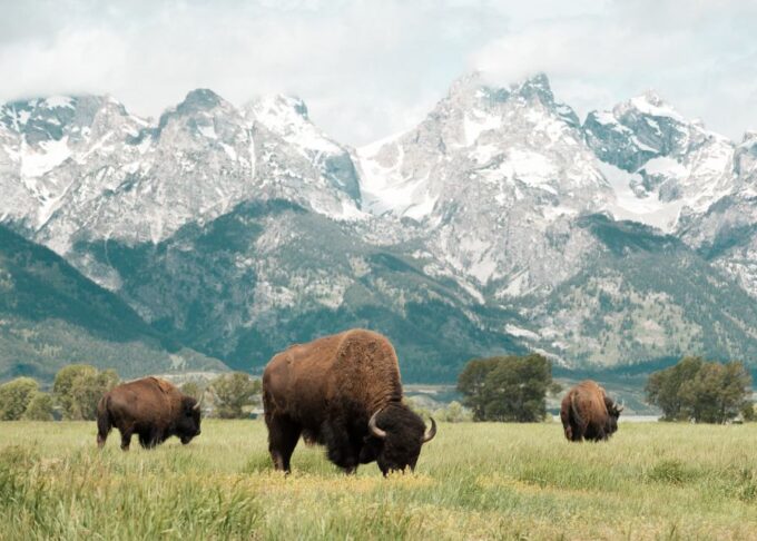 Grand Teton National Park: 4-Hour Guided Wildlife Adventure - Frequently Asked Questions
