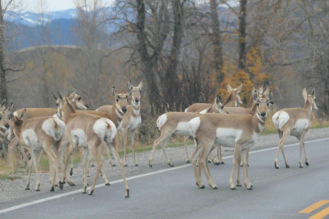 Grand Teton National Park - Full-Day Guided Tour From Jackson Hole - Additional Details