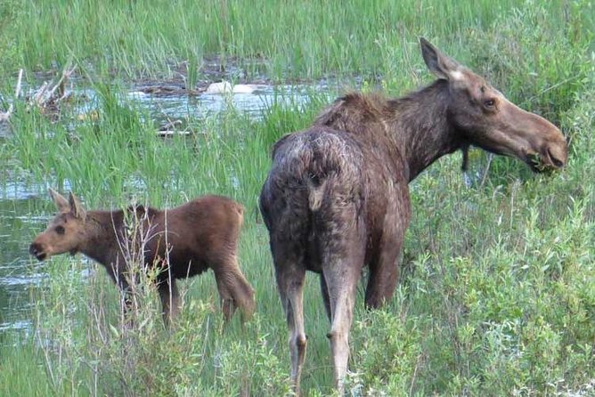 Grand Teton National Park - Full-Day Guided Tour From Jackson Hole - Breakfast Options