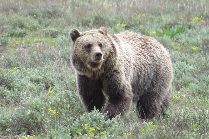 Grand Teton National Park - Full-Day Guided Tour From Jackson Hole - Lunch Options